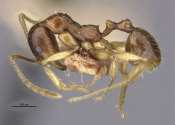 Media type: image;   Entomology 20616 Aspect: habitus lateral
